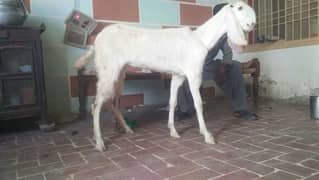 rajan puri bkri 2dant hawatsp 03157649497/cal03294949351
