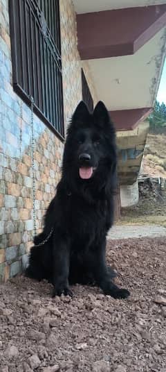 German shepherd Mating