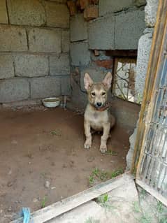 asal bgyari dog 100% pure