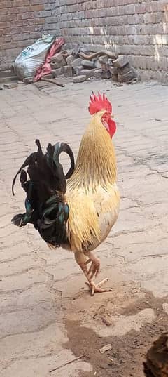 desi murga