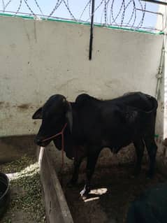 qurbani