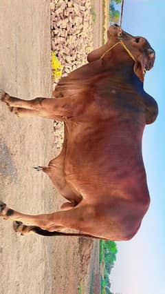 beautiful bull