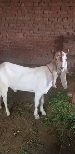 bakra