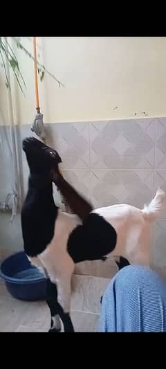 2 month goat baby
