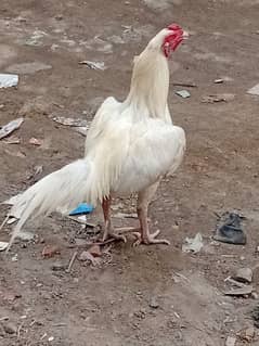 aseel herra
