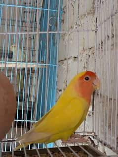 Lovebird Female