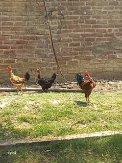 Desi hens