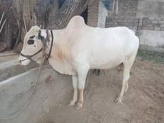 FatehJungi