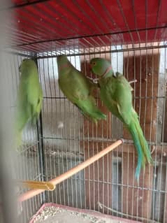 ringneck