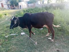 Desi