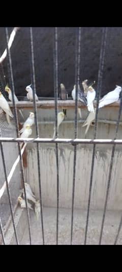 Cocktail for sale/ Cockatiel hand raised for sale/ Cockatiel hand tame