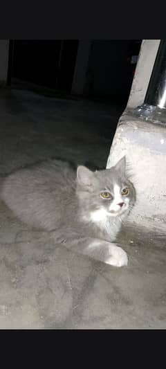 American cat baby gray color age 2 month home trend