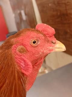 killan wali home breed