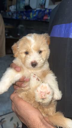 PIXIE - imported toy Puppy