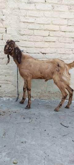 Aandal Desi Bakra for sale