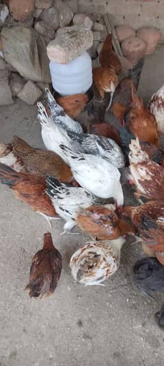 chozay full healthy and active