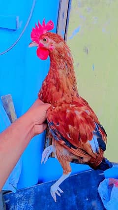 Desi patha Urgent for sale dono ke price 1800