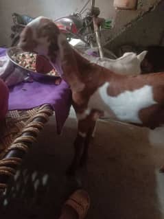 makhi cheena bakra