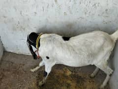 qurbani