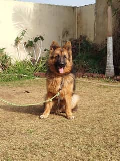 German Shepherd For Sale
