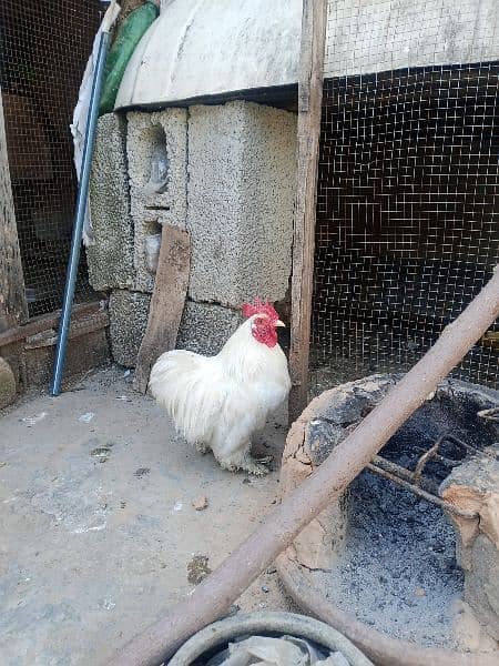bantam murgha 0