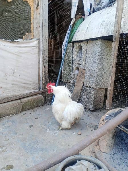 bantam murgha 1