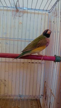 lady gouldian pair MashAllah