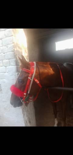 urgently racer horse for sale