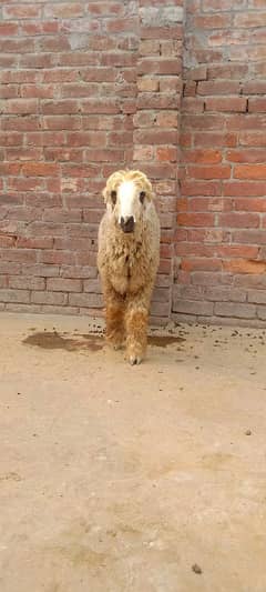 sheeps mundra desi kajla