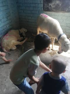 2 add dumby qurbani ky for sale 1 pes ki prise hy