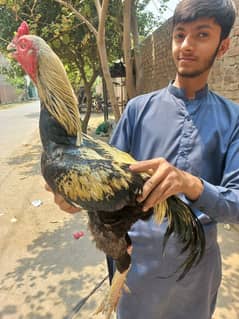 Hen