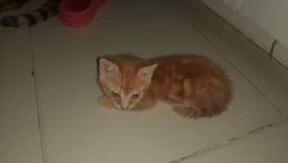 2 month kitttens and  1 year mother