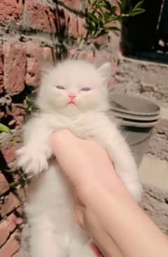 Persian