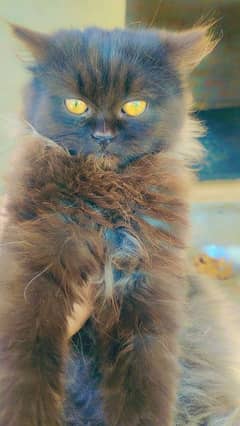 Black Persian Cat for sale triple couted