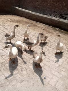 ducks