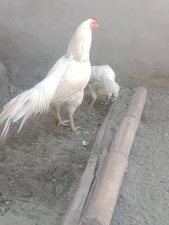 Heera aseel pair
