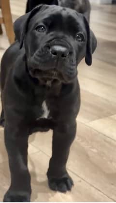 CANE CORSO (White and Black)