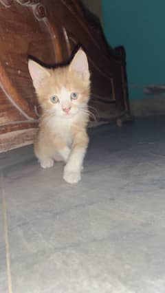 Persian kitten 50 days age vaccinated  semi face double coated