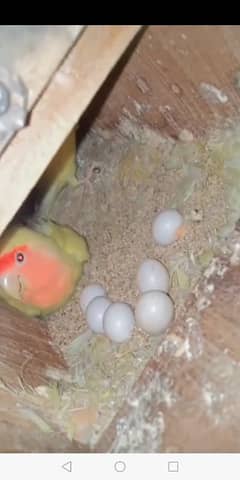 love bird breeder pair for sale