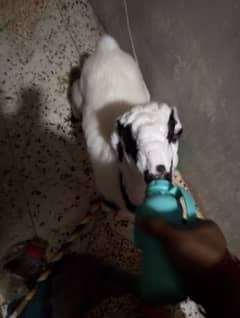 sheep