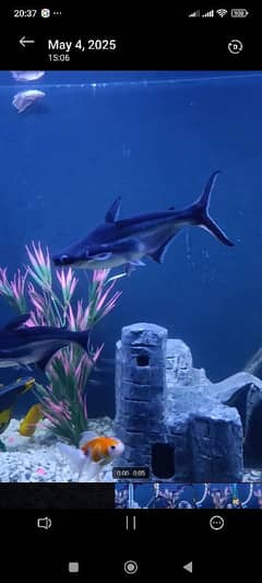 blue line shark pair