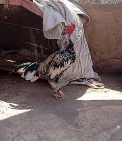 Aseel china murga for sale arjant sale