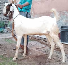 Pure Khassi Donday bakray for qurbani