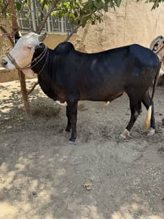 Qurbani