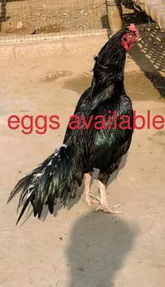 Eggs