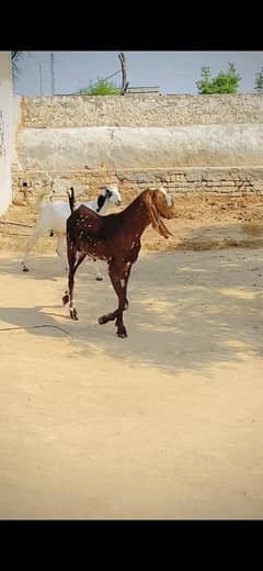 Desi home bread bakra qurbani wala bakra