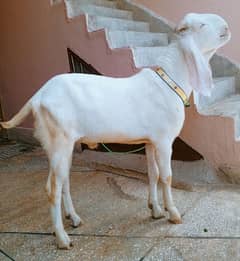 rajanpuri Bakra 2dant 03498200770