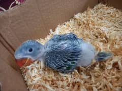 Handtame green parrot