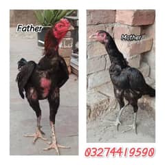 Tahi + pakoya chicks