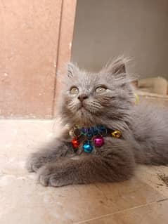 grey persian kitten 2 months old